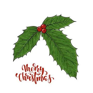 Vector realistic hand drawn holly, ilex branch with berry and leaves on whi.. Stock Illustration