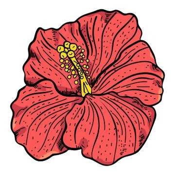 Vector Realistic Hibiscus Flower Isolated Stock Illustration