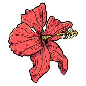 Vector Realistic Hibiscus Flower Isolated Stock Illustration
