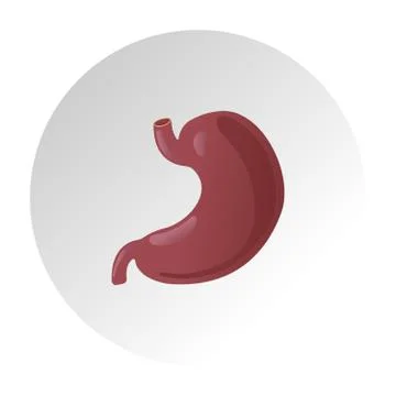 Vector realistic human stomach icon isolated on white background Stock Illustration