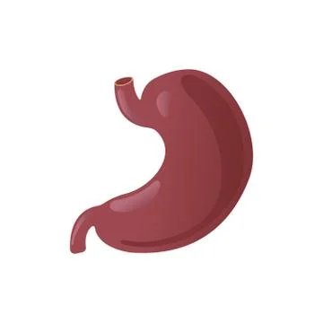 Vector realistic human stomach icon isolated on white background Stock Illustration