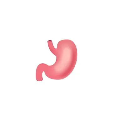 Vector realistic human stomach icon isolated on white background Stock Illustration