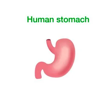 Vector realistic human stomach icon isolated on white background Stock Illustration