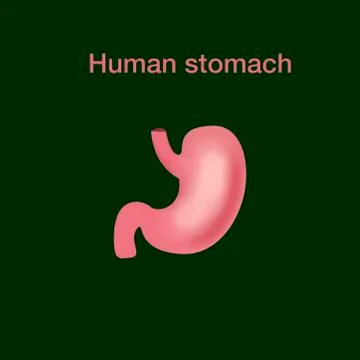 Vector realistic human stomach icon isolated on white background Stock Illustration