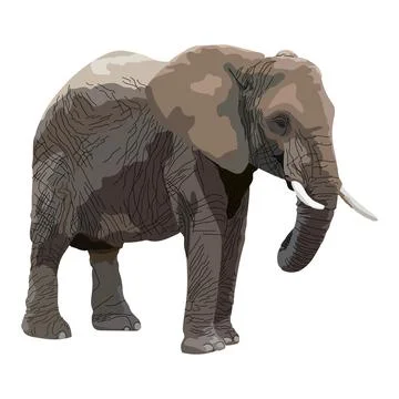 Vector realistic illustration of a standing African elephant. front view Stock Illustration
