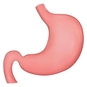 Vector realistic illustration of stomach. Element for medical brochures or Stock Illustration