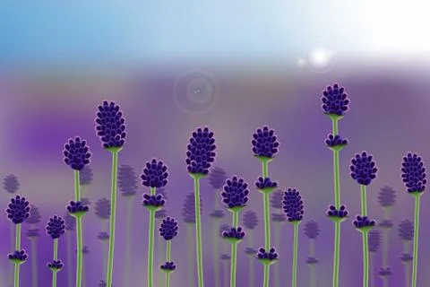 Vector realistic lavender field. Stock Illustration