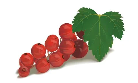 Vector realistic red currant with leaf Stock Illustration