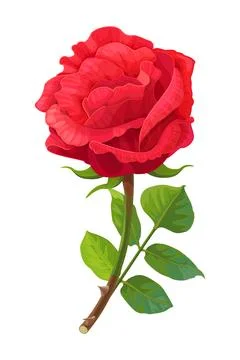 Vector realistic rose flower art Illustrazione stock