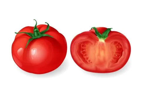 Vector realistic round tomato vegetable Stock-Illustration