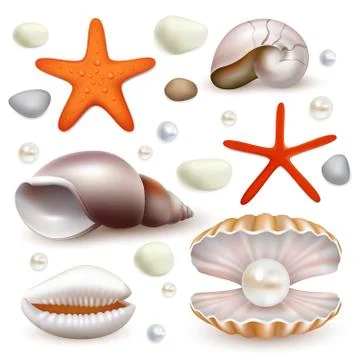 Vector realistic seashell and starfish icon set Stock Illustration
