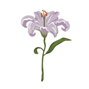 Vector realistic vivid light violet lily on white Stock Illustration