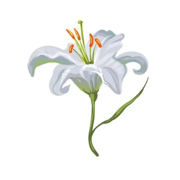 Vector realistic vivid white lily on white Stock Illustration