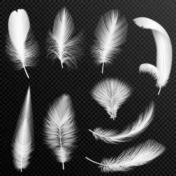 Vector realistic white feathers collection. Set of fluffy feathers, isolated on Stock Illustration
