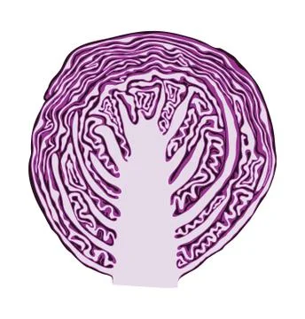 Vector red cabbage cut Stock Illustration