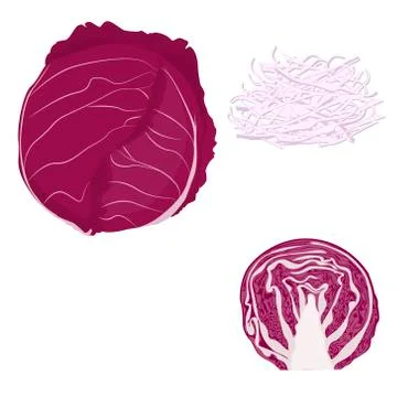 Vector red cabbage. white Background or isolate Stock Illustration