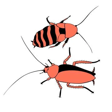 Vector red cockroaches, macro of insects. Pest control. Simple color illustra Stock Illustration