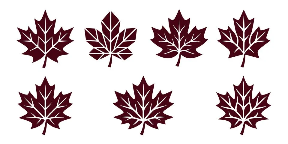 Vector of Red maple leaf vector illustration イラスト素材