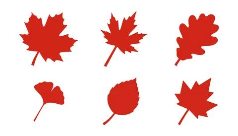 Vector of Red maple leaves isolated on clean background Stock Illustration