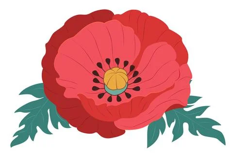 Vector red poppie isolated. Stock Illustration