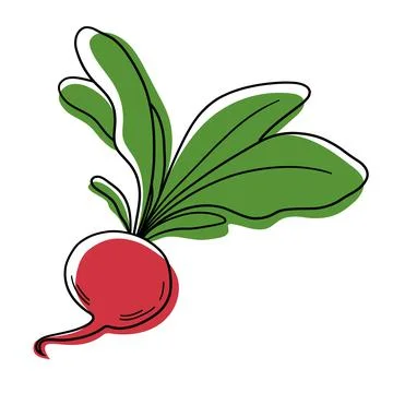 Vector red radish. Stylized radish. Vegetable icon. Radish icon. Stock Illustration