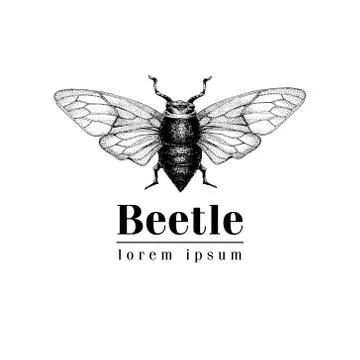 Vector retro hand drawn vector logo template with beetle, bug, dor, dorr, insect Stock Illustration