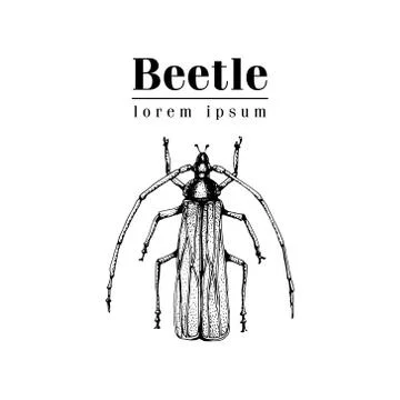Vector retro hand drawn vector logo template with beetle, bug, dor, dorr, insect Stock Illustration