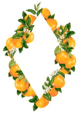 Vector rhombus frame decoration with citrus grapefruit and pomelo branches Stock-Illustration