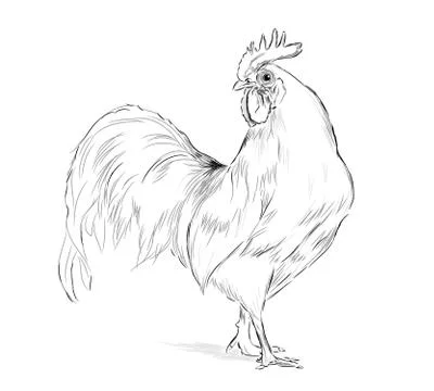 Vector Rooster black and white Stock Illustration