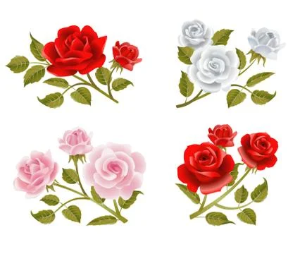 Vector rose buttonholes Stock Illustration
