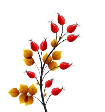 Vector rose hip Stock Illustration