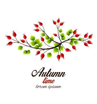 Vector rose hip Stock Illustration