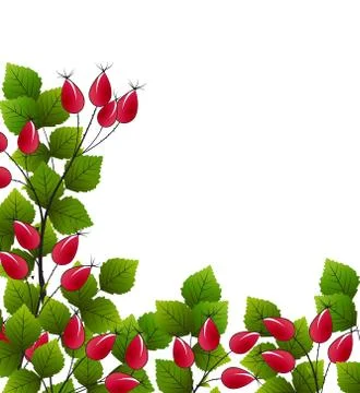 Vector rose hip Stock Illustration