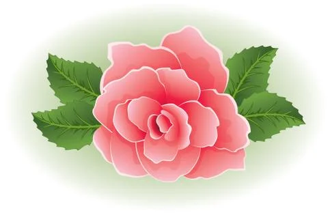 Vector rose Stock Illustration