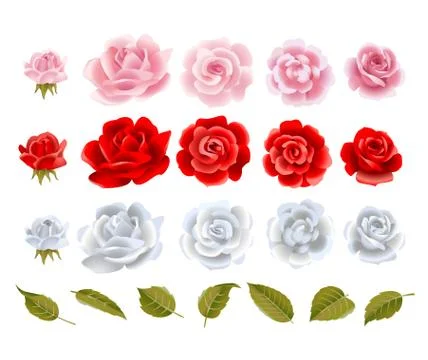 Vector  roses. Stock Illustration