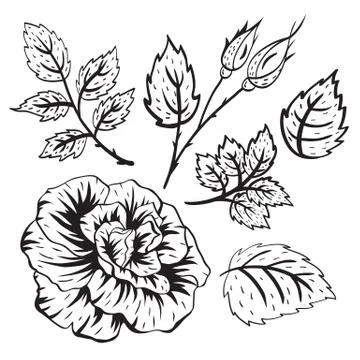 Vector roses Stock Illustration