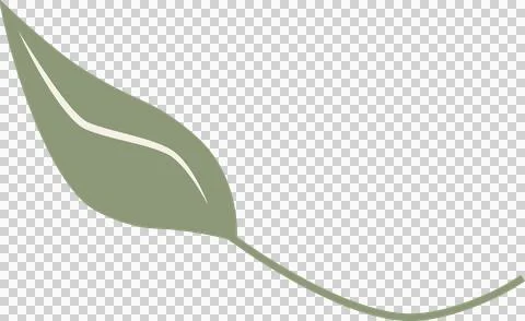 Vector sage green leaf is floating on transparent background, showing white vein Illustrazione stock