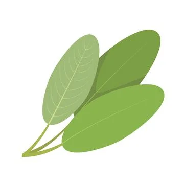 Vector sage illustration isolated in cartoon style. Herbs and Species Series Stock Illustration