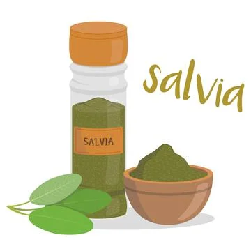 Vector sage illustration isolated in cartoon style. Spanish name. Herbs and.. Stock Illustration