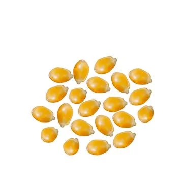 Vector scattered grains of corn on a white background Stock Illustration