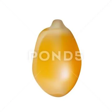 Vector scattered grains of corn on a white background 스톡 일러스트