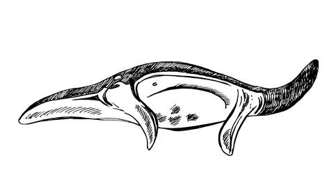 Vector sea animals illustration set. Black ink sketch of manta ray. Wild life Stock Illustration