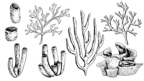 Vector sea Corals set. Hand drawn illustration of underwater Reefs on white Stock Illustration