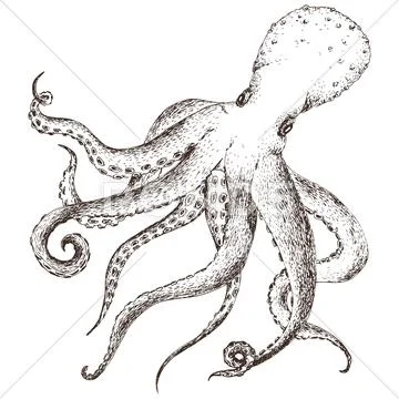 Vector sea life octopus Stock Illustration