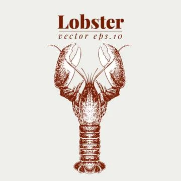 Vector seafood illustration. Lobster retro lillustration. Hand drawing sketch Stock Illustration