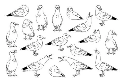 Vector seagull sea gull set Stock Illustration