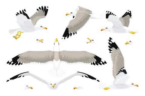 Vector seagull sea gull set Stock Illustration