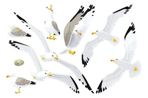 Vector seagull sea gull set Stock Illustration