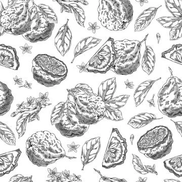 Vector seamless illustration of bergamot fruit, whole, slices, with leaves an Stock Illustration
