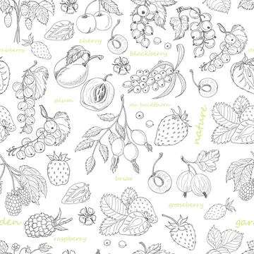 Vector seamless pattern with berries on a white background Stock Illustration